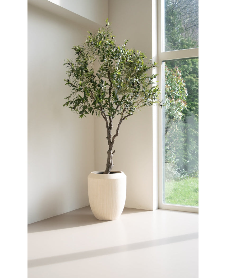 Olijf boom 200 cm