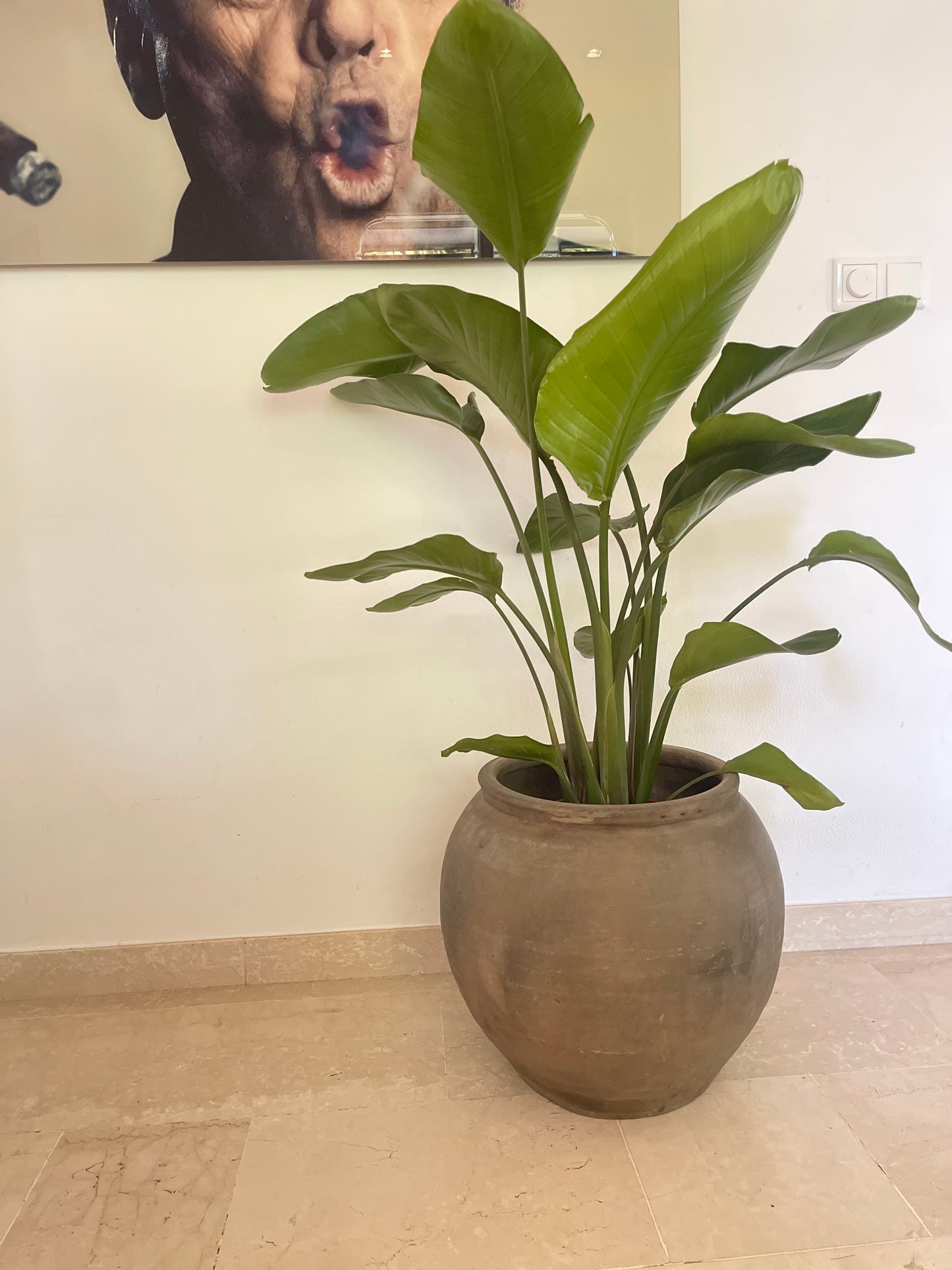 Aardse Elegantie