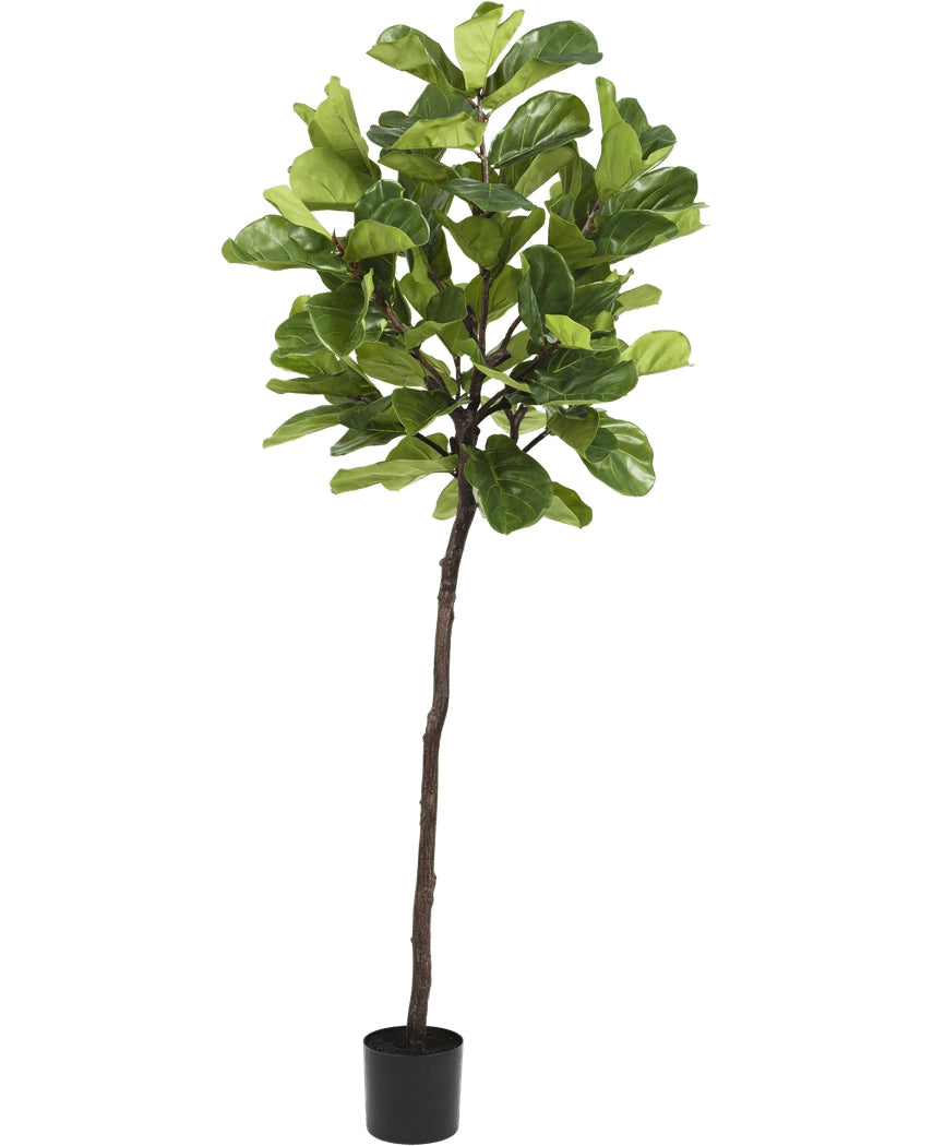Ficus 215cm