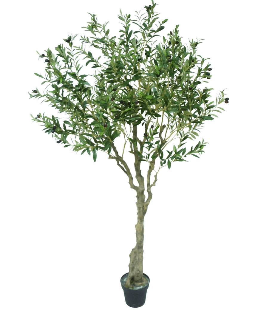 Olijf boom 200 cm