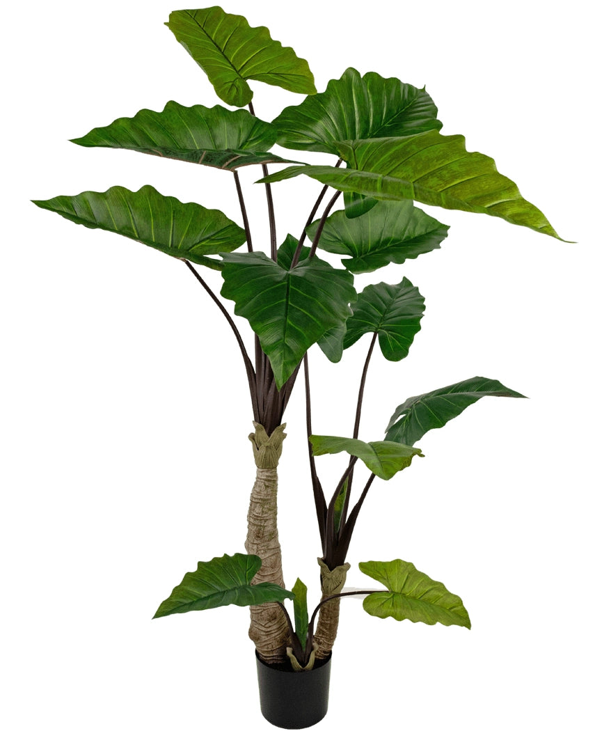 Calocasia 180cm