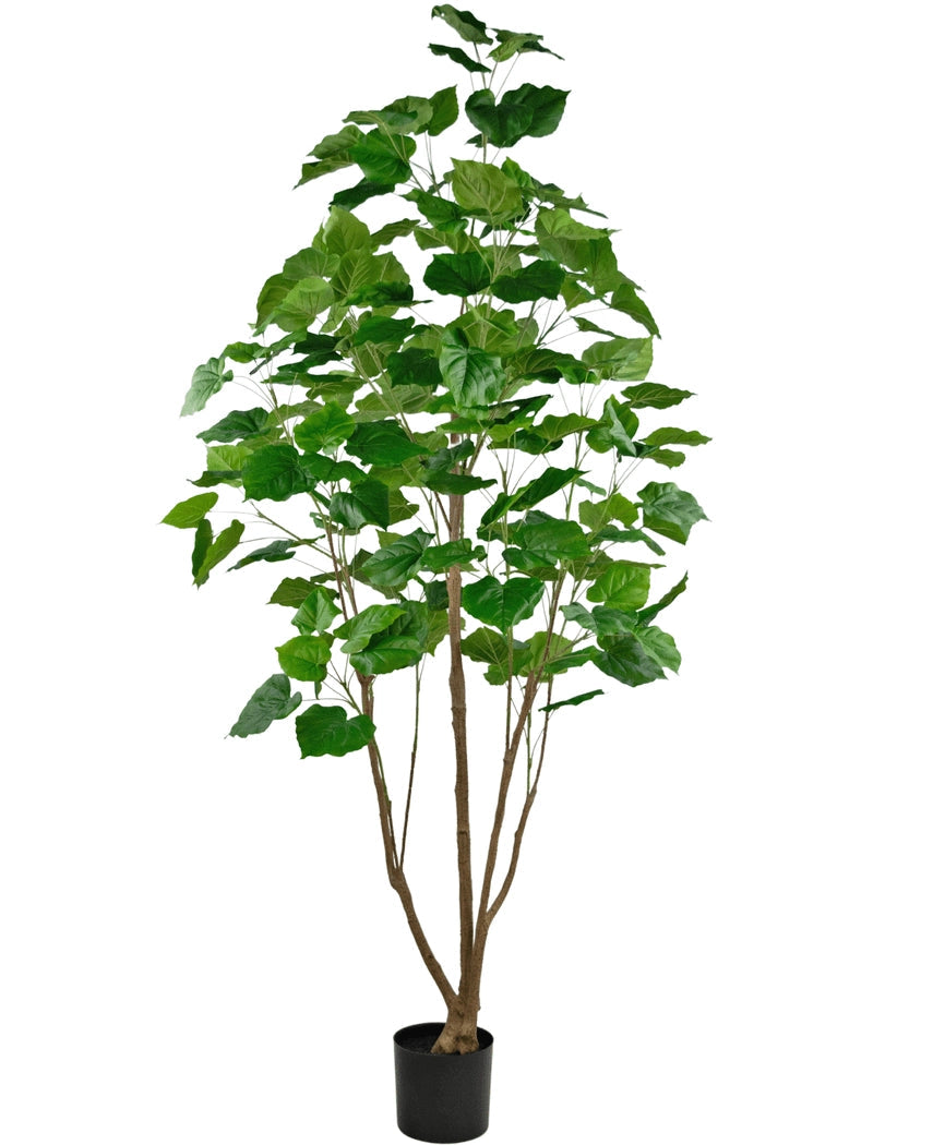 Ficus boom 180cm