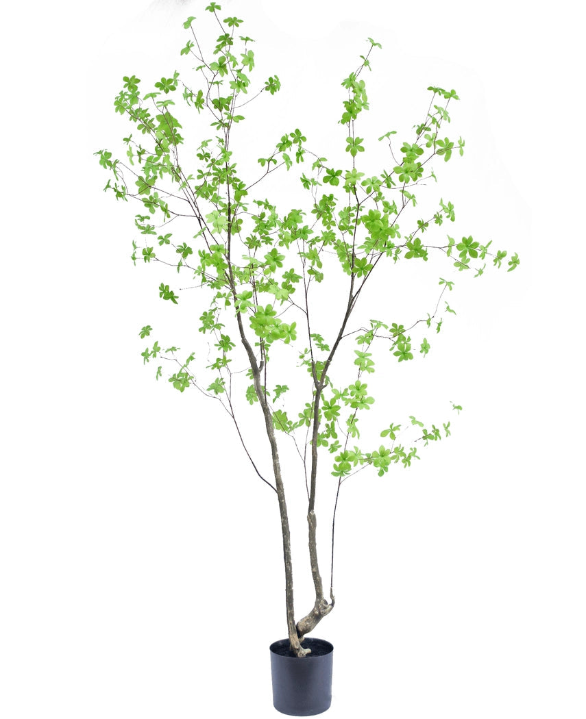 Enkianthus 210cm