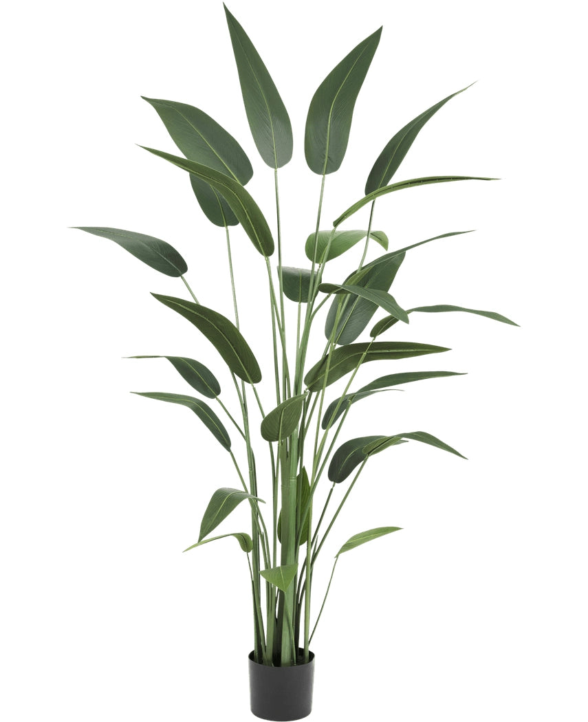 Heliconia 180cm