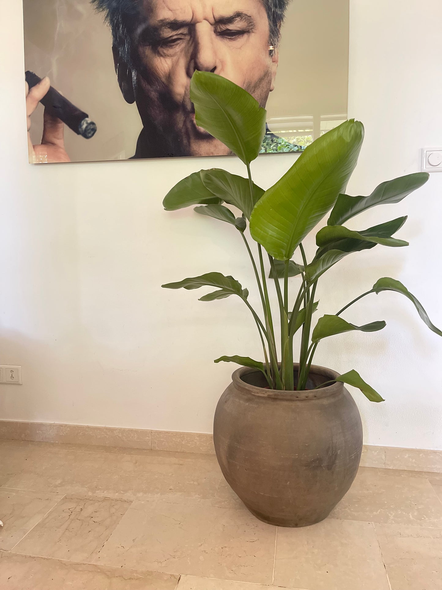 Aardse Elegantie