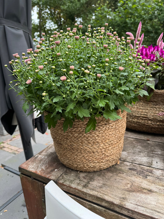 The cozy chrysant