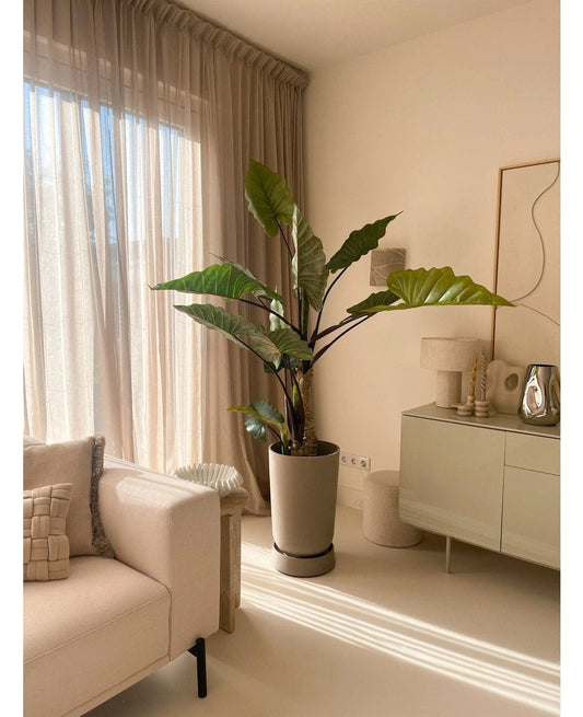 Calocasia 180cm