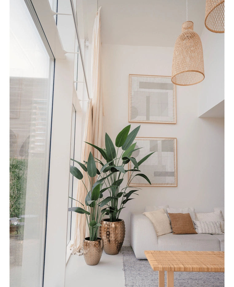 Heliconia 180cm