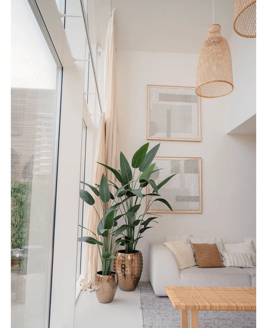 Heliconia 180cm