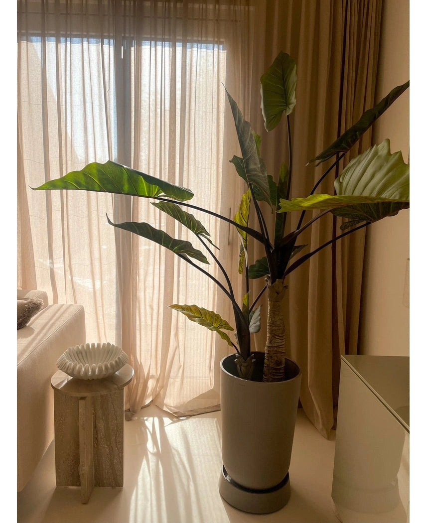 Calocasia 180cm