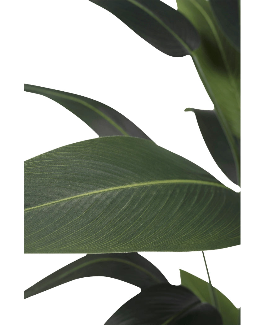 Heliconia 180cm