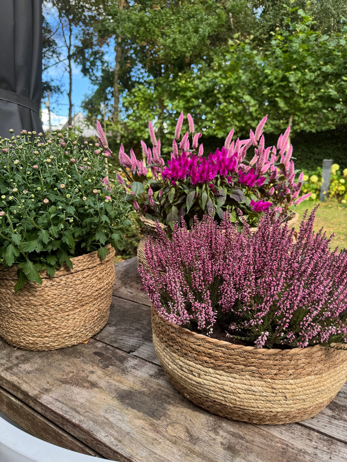 The cozy chrysant