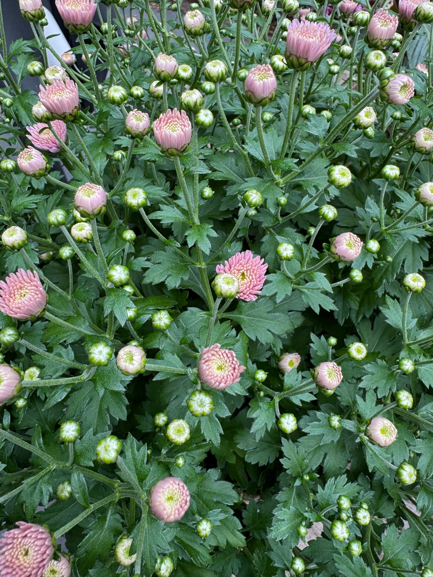 The cozy chrysant