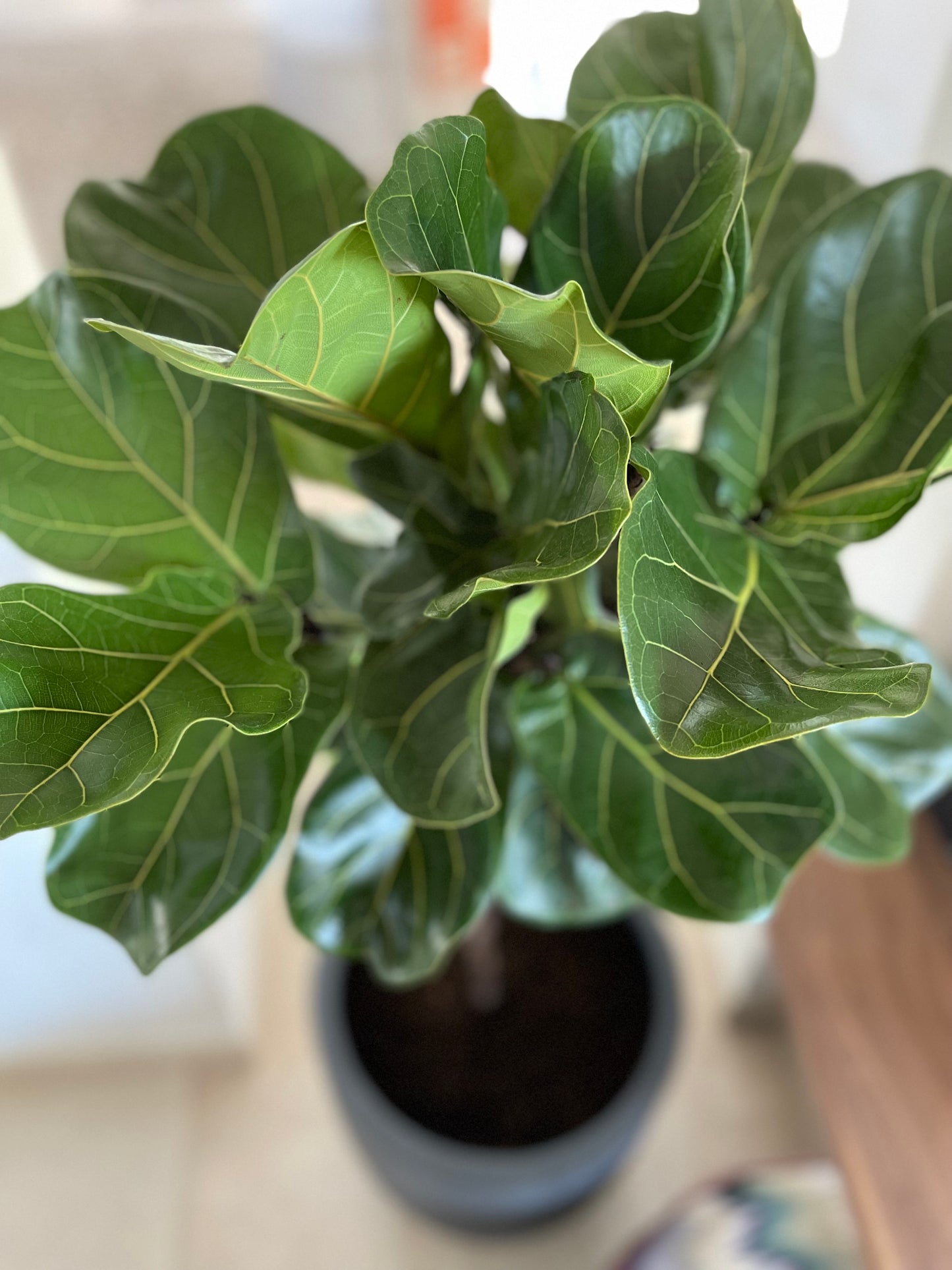 Flirty Ficus