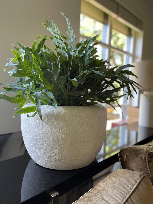 Blue Fern