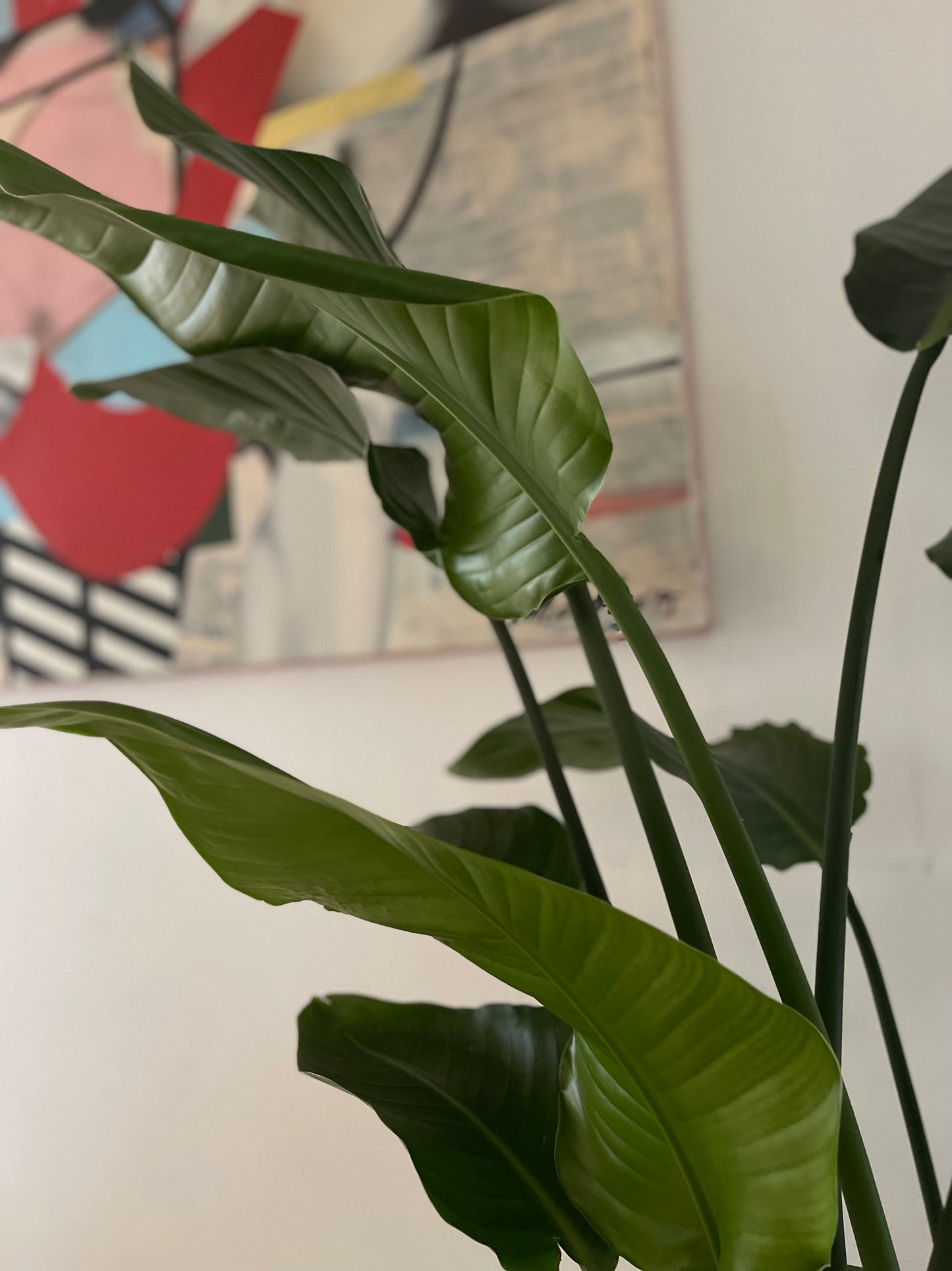 Botanical Bliss