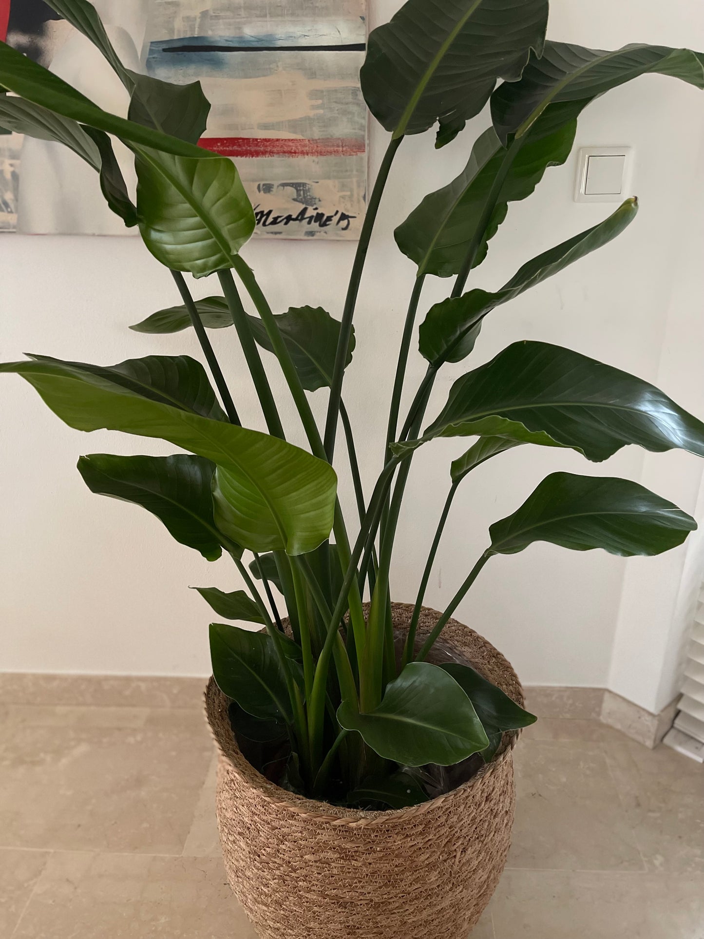 Botanical Bliss