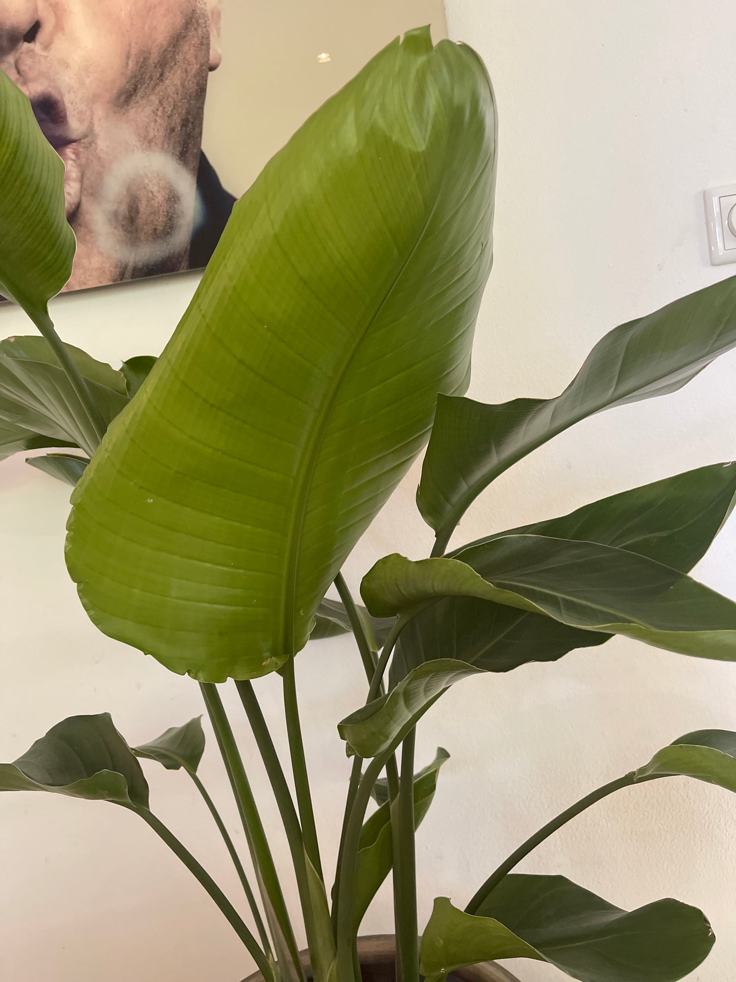 Aardse Elegantie