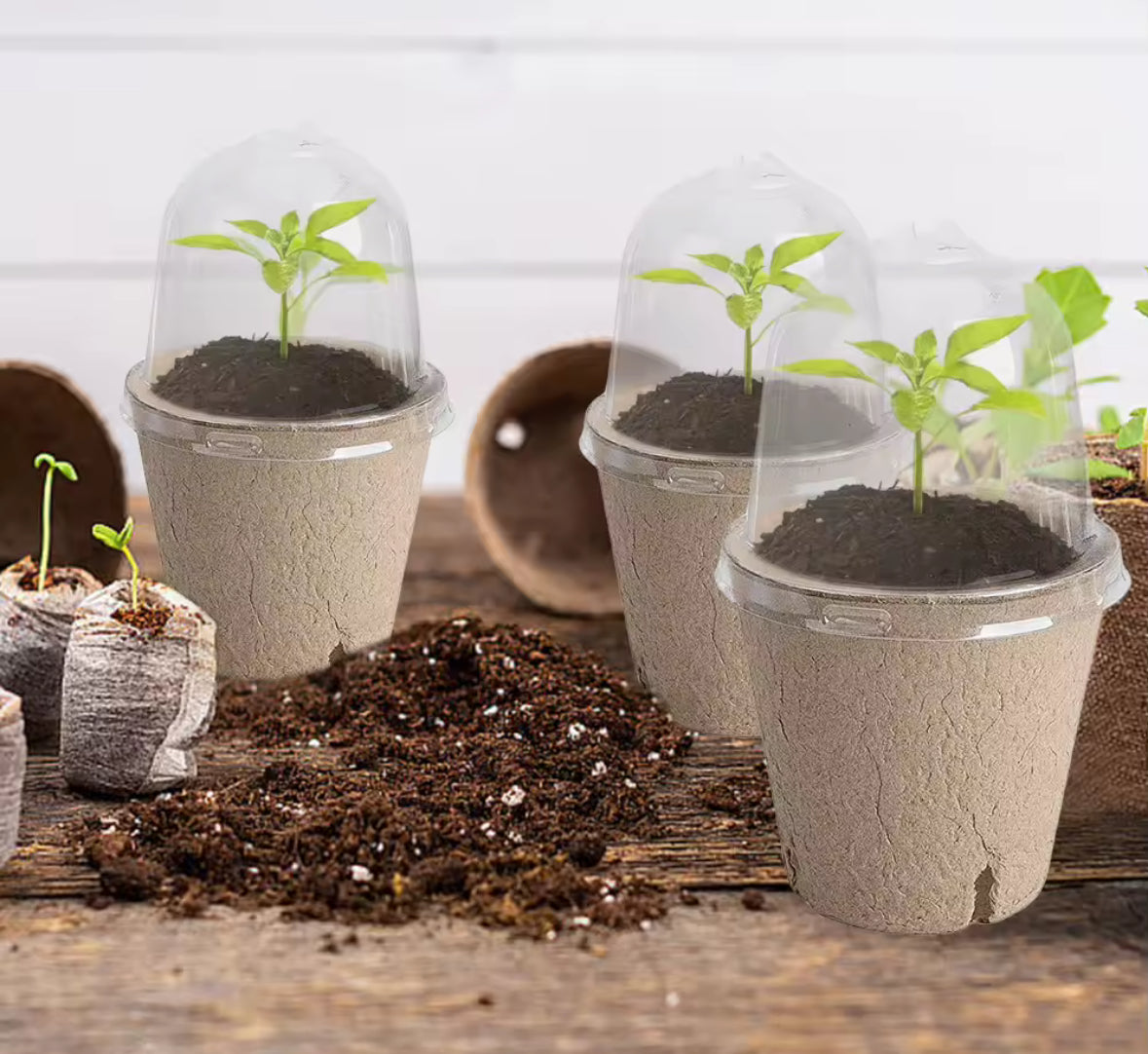 Sprout scouds