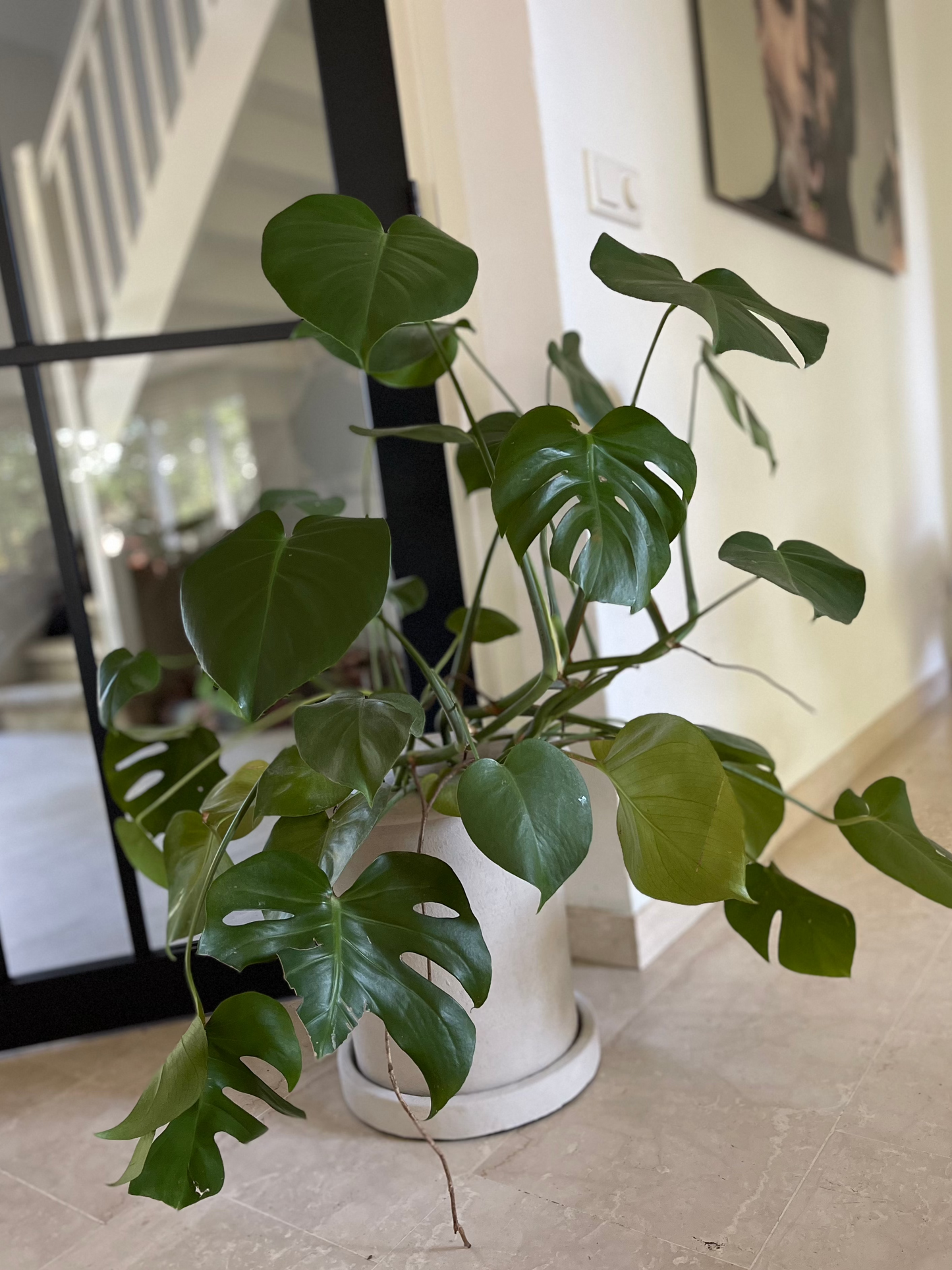 Monstera deliciosa