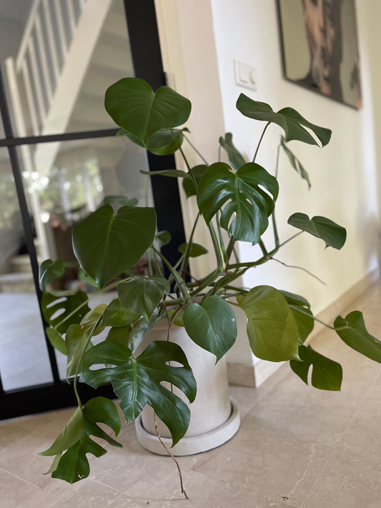 Monstera deliciosa