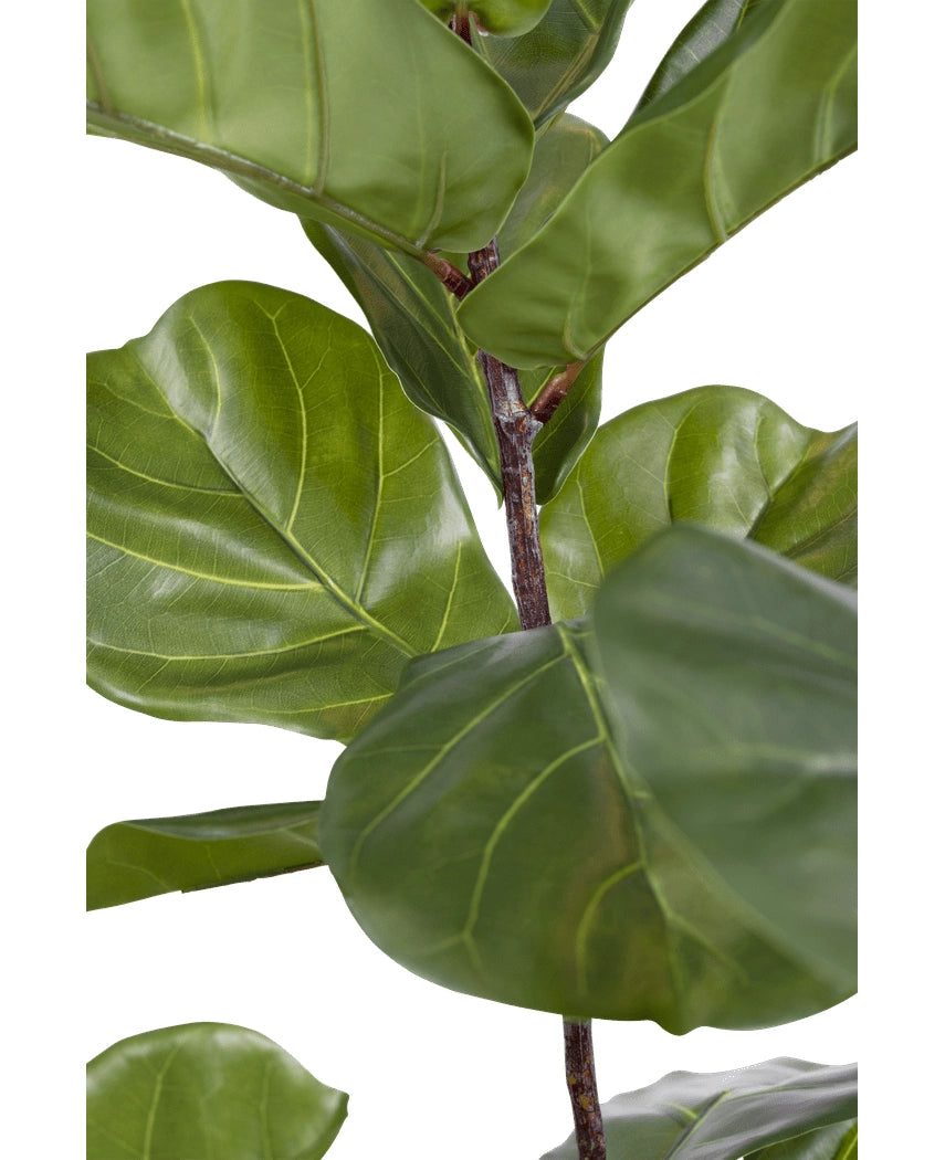 Ficus 215cm