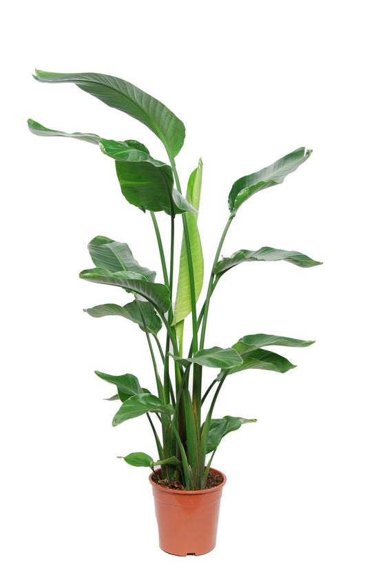Strelitzia Nicolai