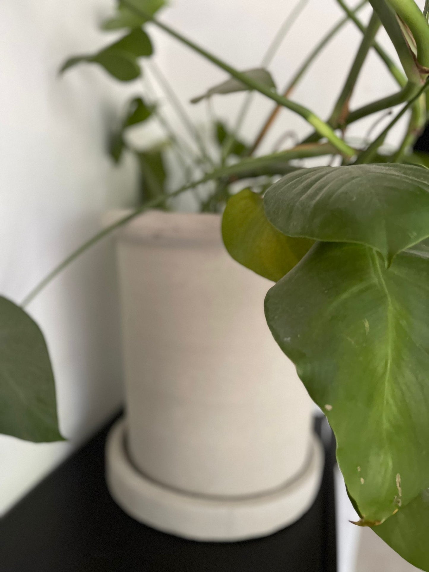 Monstera deliciosa
