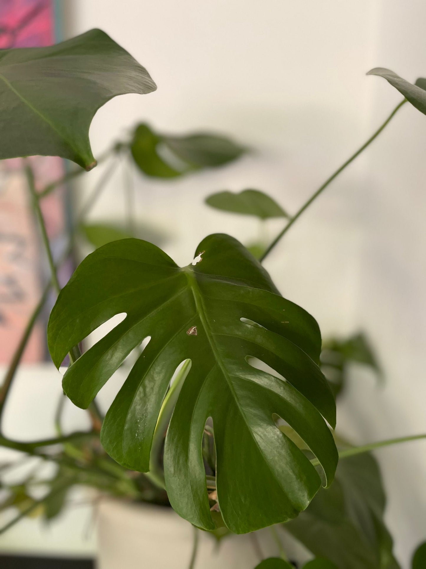 Monstera deliciosa
